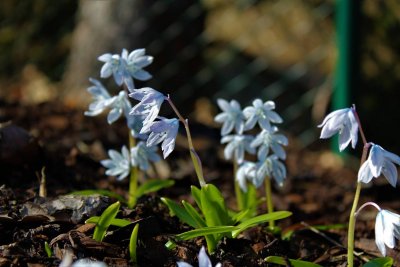 Puschkinia scilloides - puškinie ladoňkovitá - květy